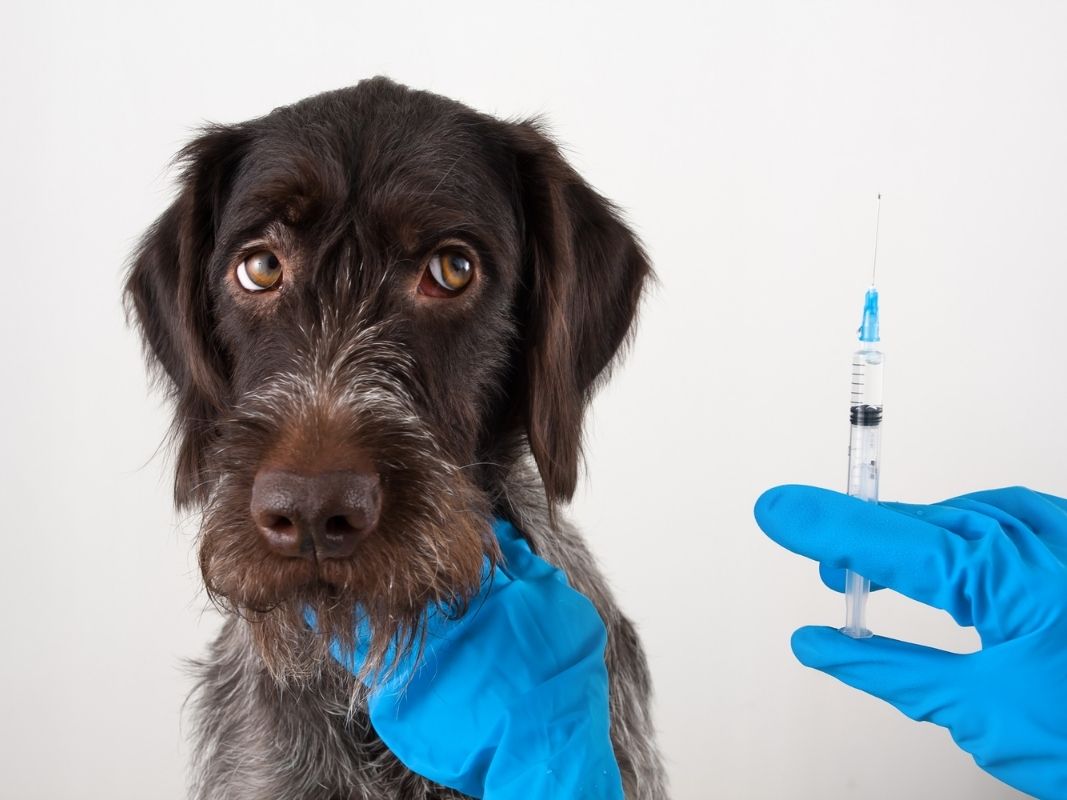 should dogs get shots every year