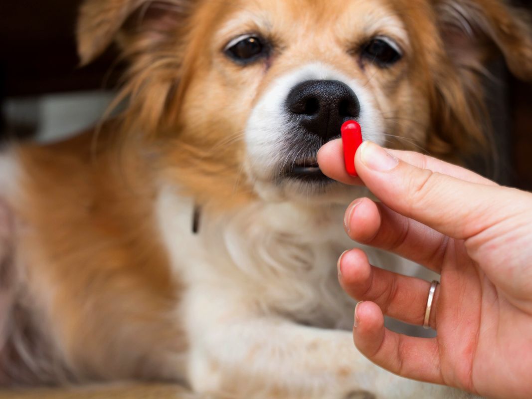 5 Tips for Giving Your Pet Their Medication