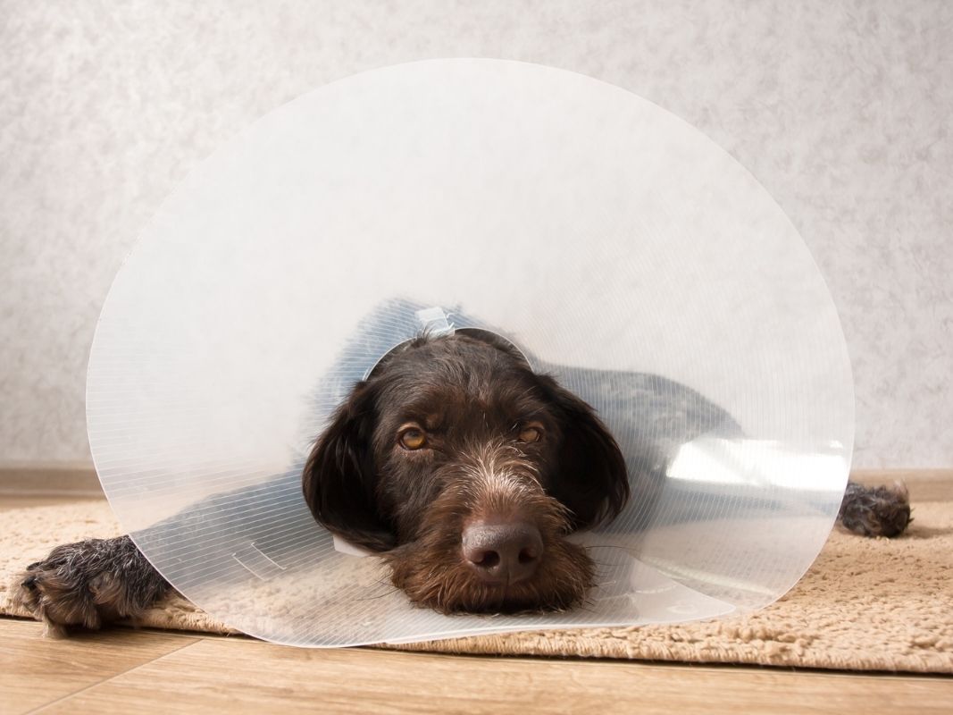 How To Confine Your Dog After TPLO Surgery