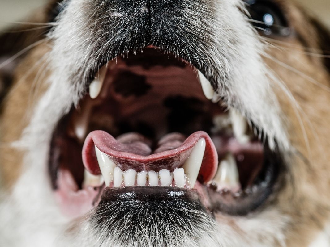 The Benefits of Dental Care for Your Pets