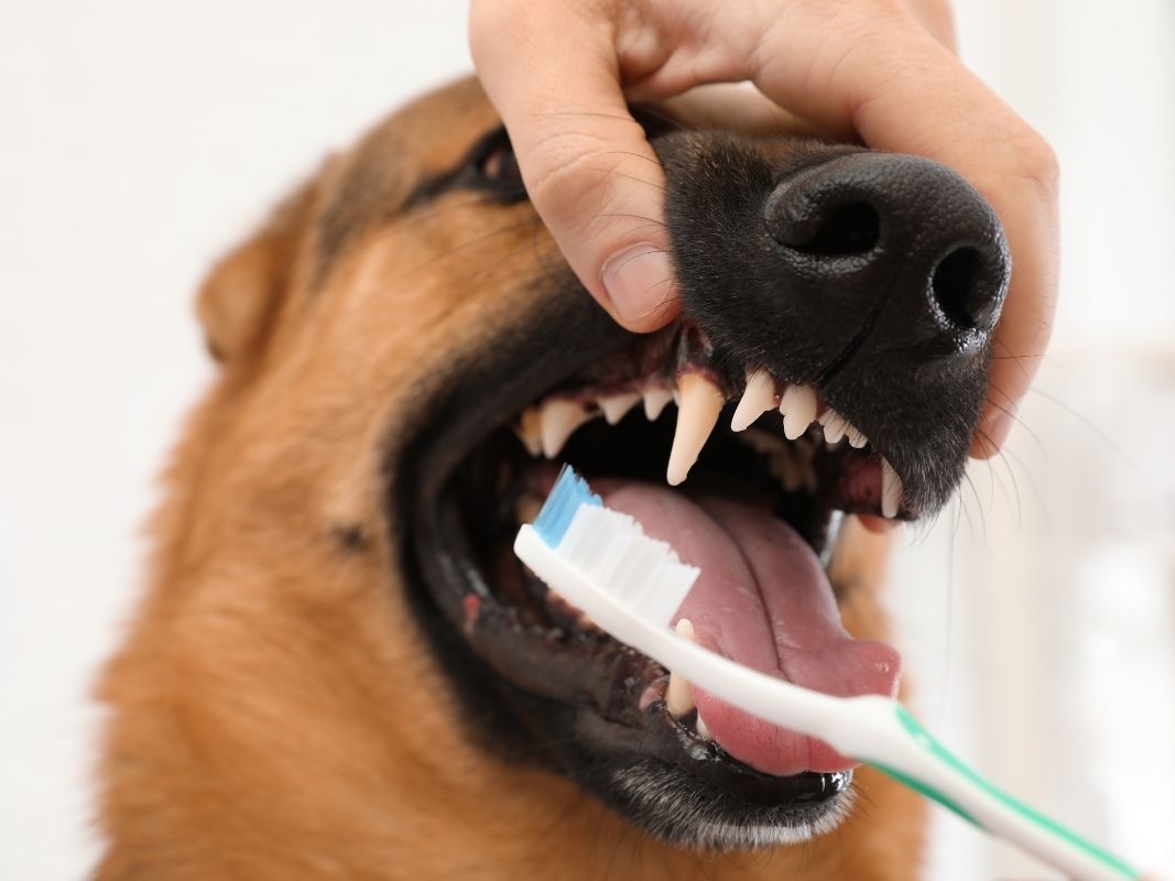 Dog Breath No More: How Do I Keep a Dog’s Breath Fresh?