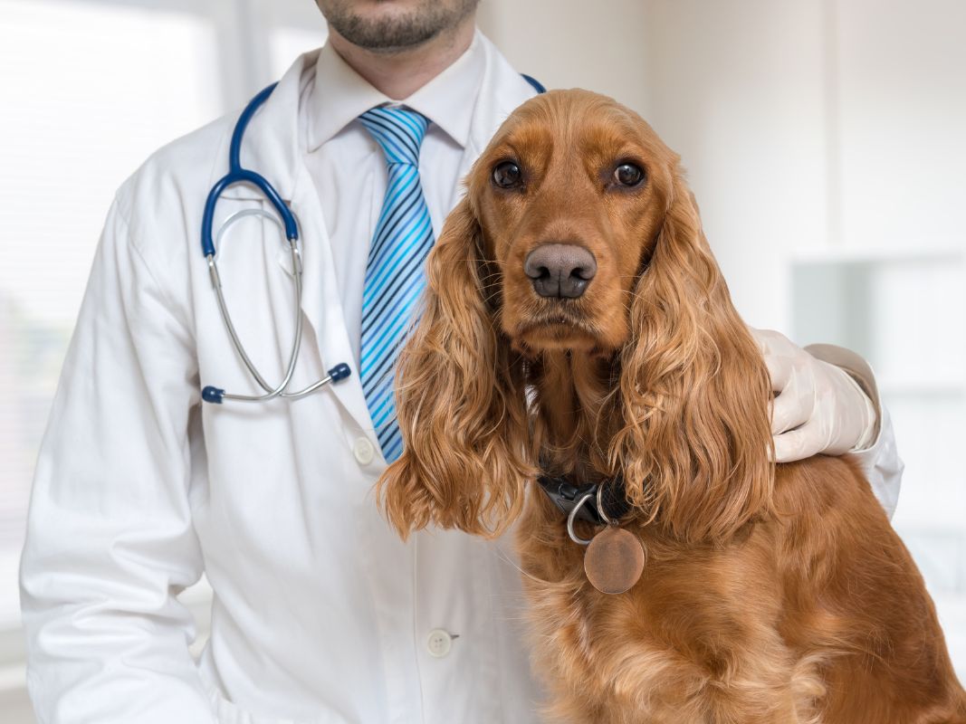 Questions To Ask Your Vet About Orthopedic Surgery