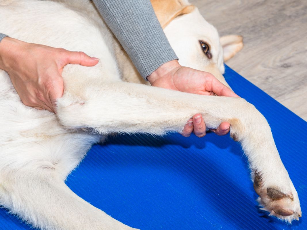Why Canine Physical Therapy Is Important