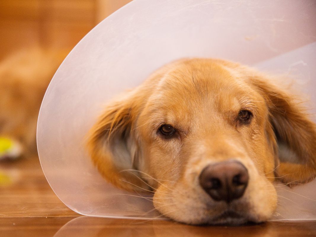A Quick Guide to Keeping Your Dog Calm After SurgeryPicture