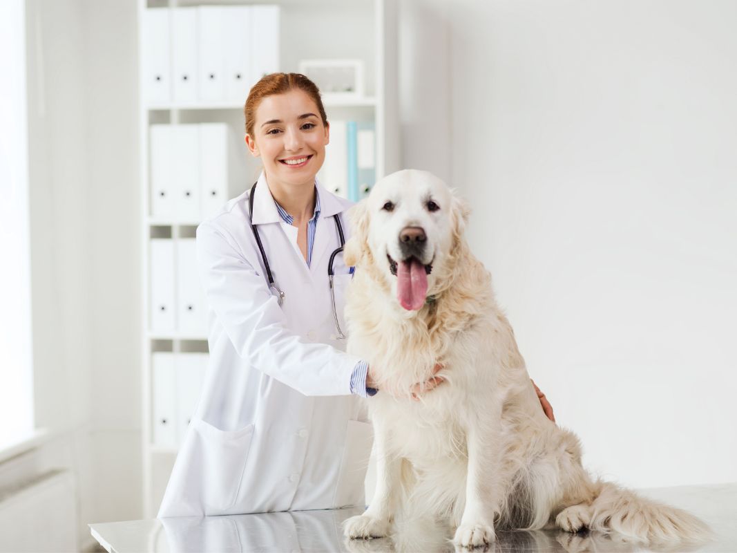 The Benefits of a Full-Service Vet Clinic for Your Pet