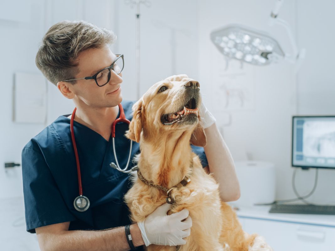 Tips for Preparing Your Dog for a Successful Surgery