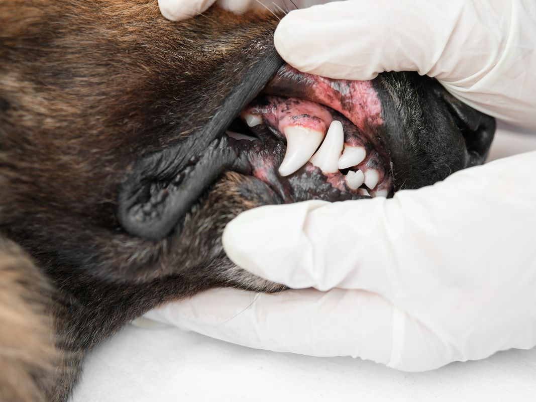 5 Common Reasons Your Dog Has Bad Breath