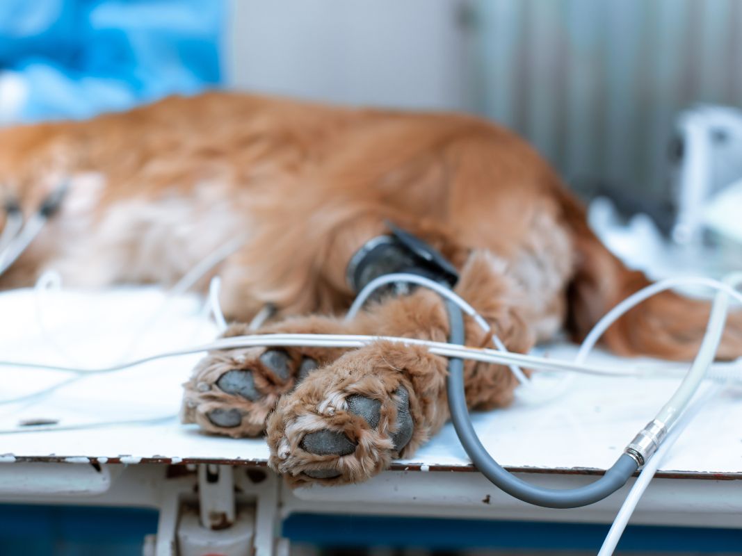 A Quick Guide to the Common Surgeries Performed on Pets