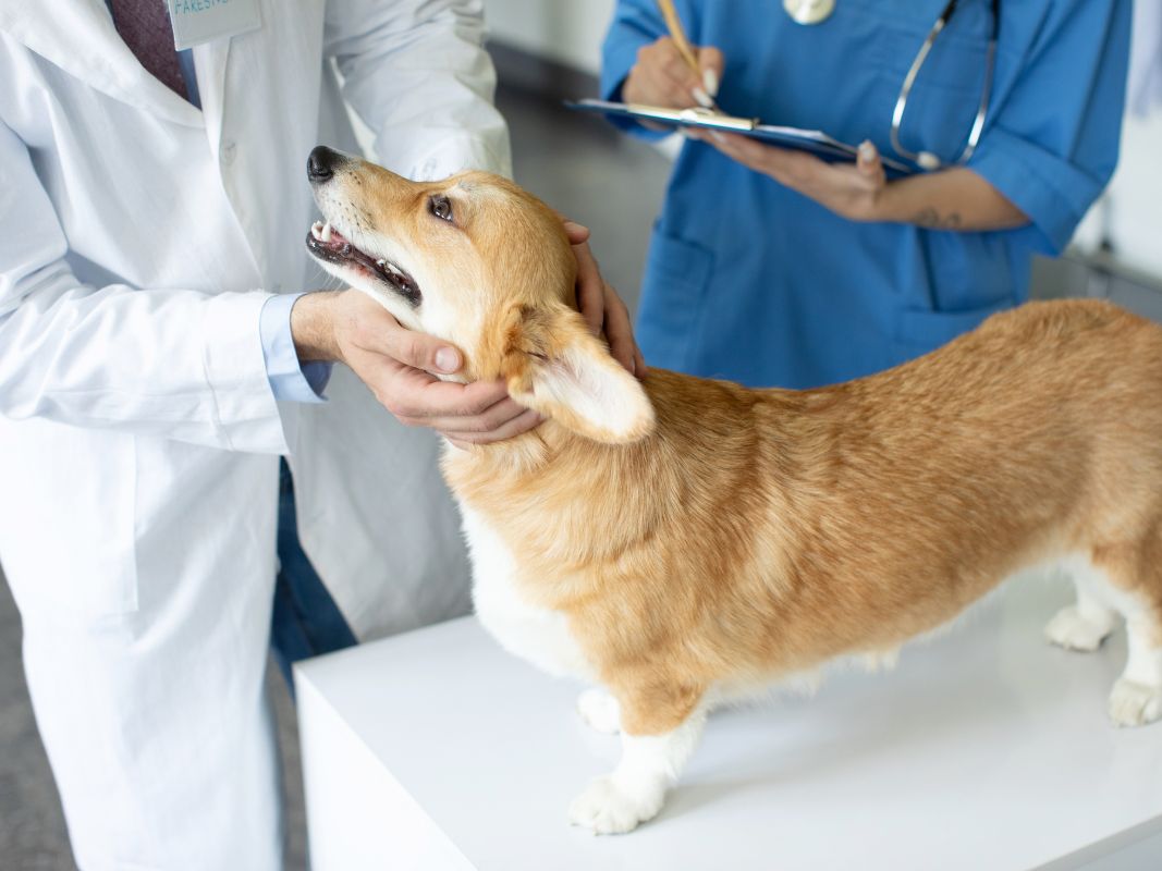 Information You Should Know Before Visiting a Pet Hospital