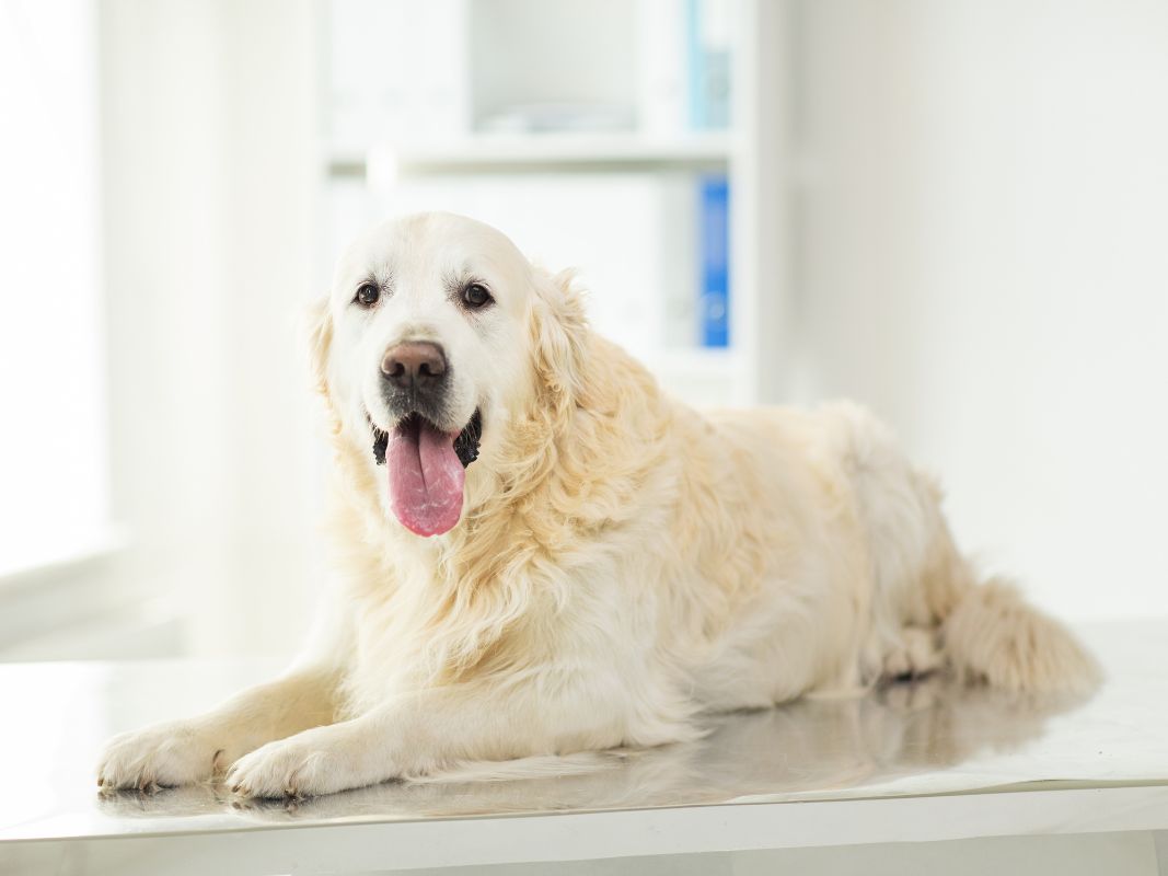 Common Causes of Soft Tissue Injuries in Dogs