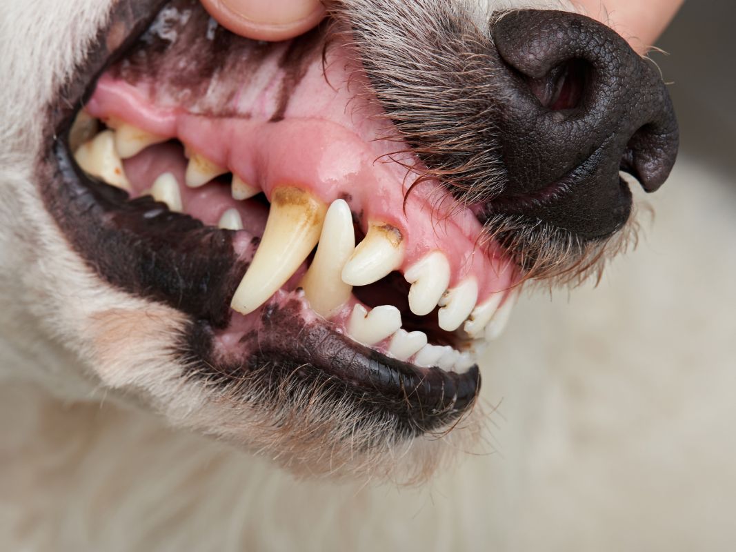 5 Common Misconceptions About Pet Dental Health