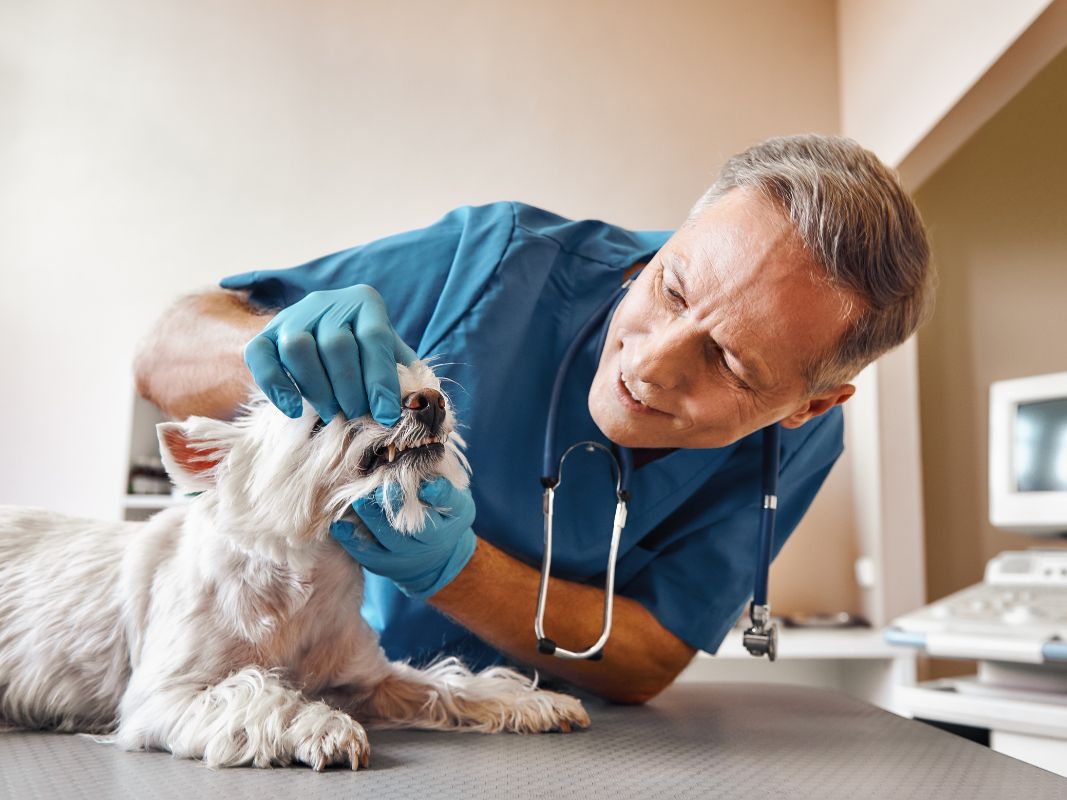A Quick Guide To Care for Your Pet After a Dental Procedure