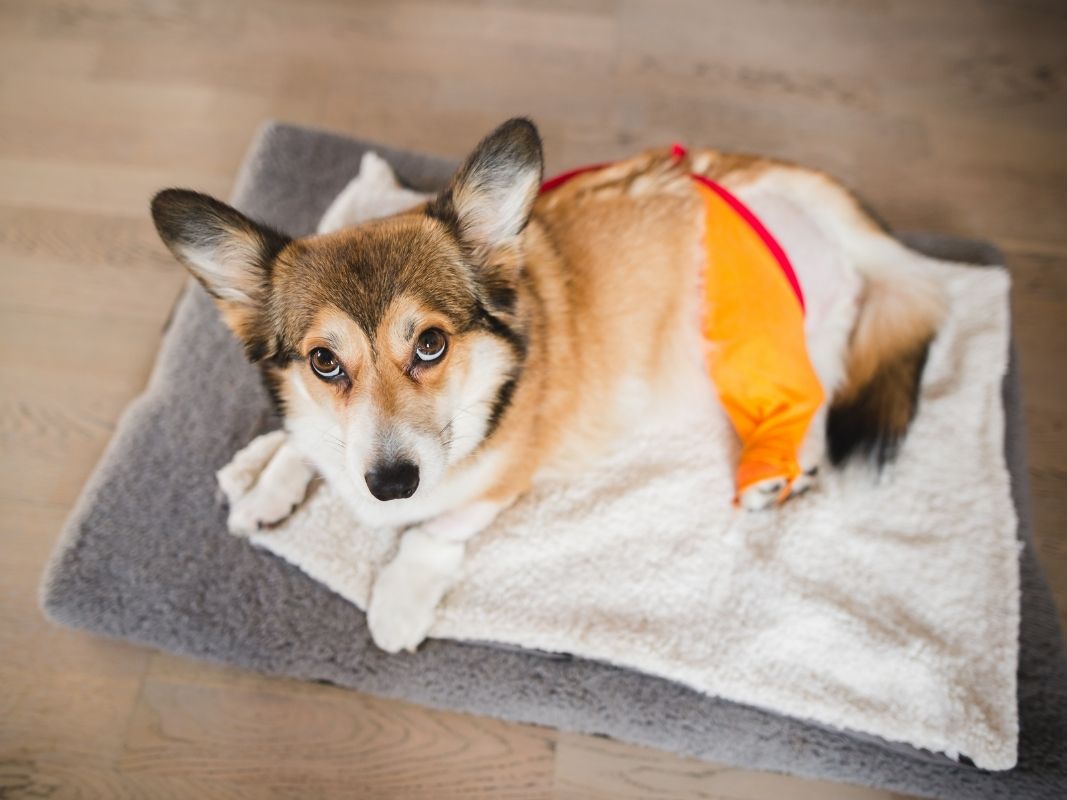 What To Expect After a Dog’s TPLO Surgery