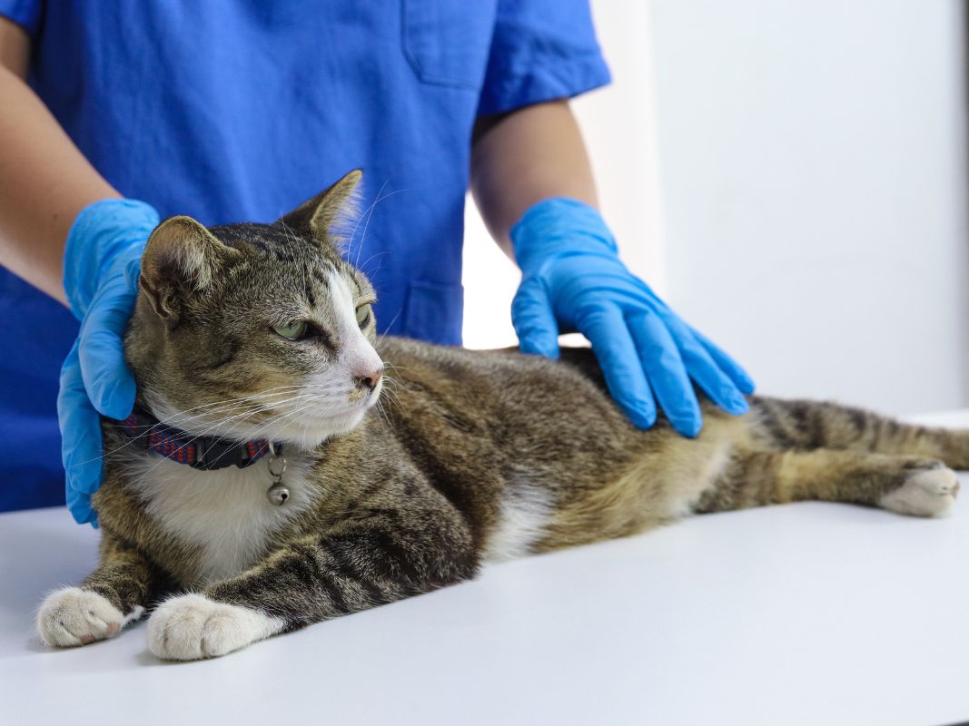 How To Know if Your Cat Has a Urinary Tract Infection
